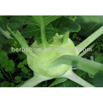 Vegetables Seeds: Fruit Kohlrabi Seeds